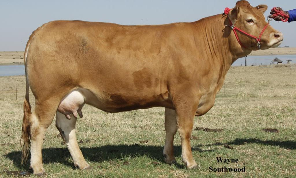 LOT 11: DL11-4 Devlan Gabriella An amazing cow bred out of the show