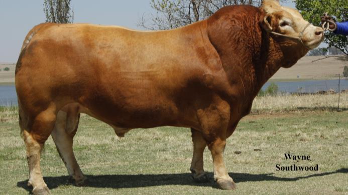 ! A "DK09-99" heifer with length, breadth, depth