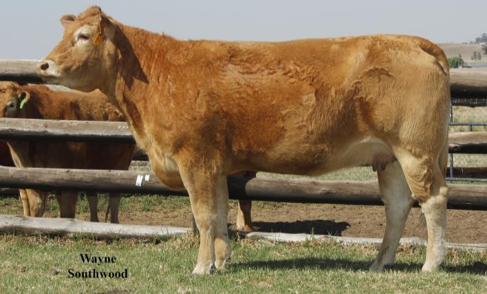 LOT 14: DK09-35 Devlan Effervescent (F) LOT 15: DL10-75 Devlan Fiona (F+) Paternal sister: IC09-43 'n Vroulike koei, goed in balans