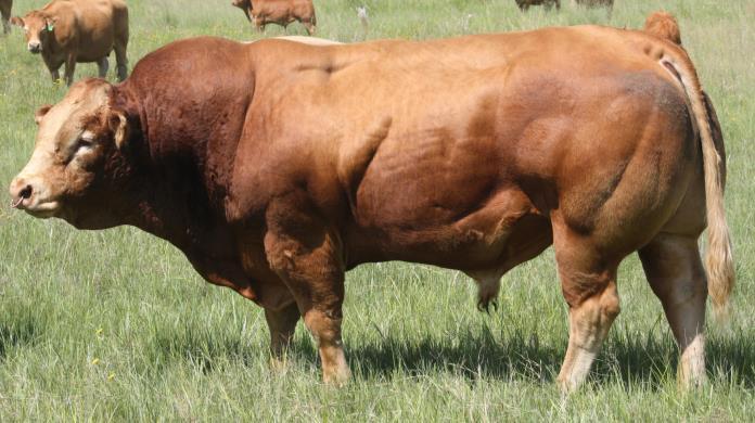 Muscling, top line, outstanding characteristics of the Limousin are