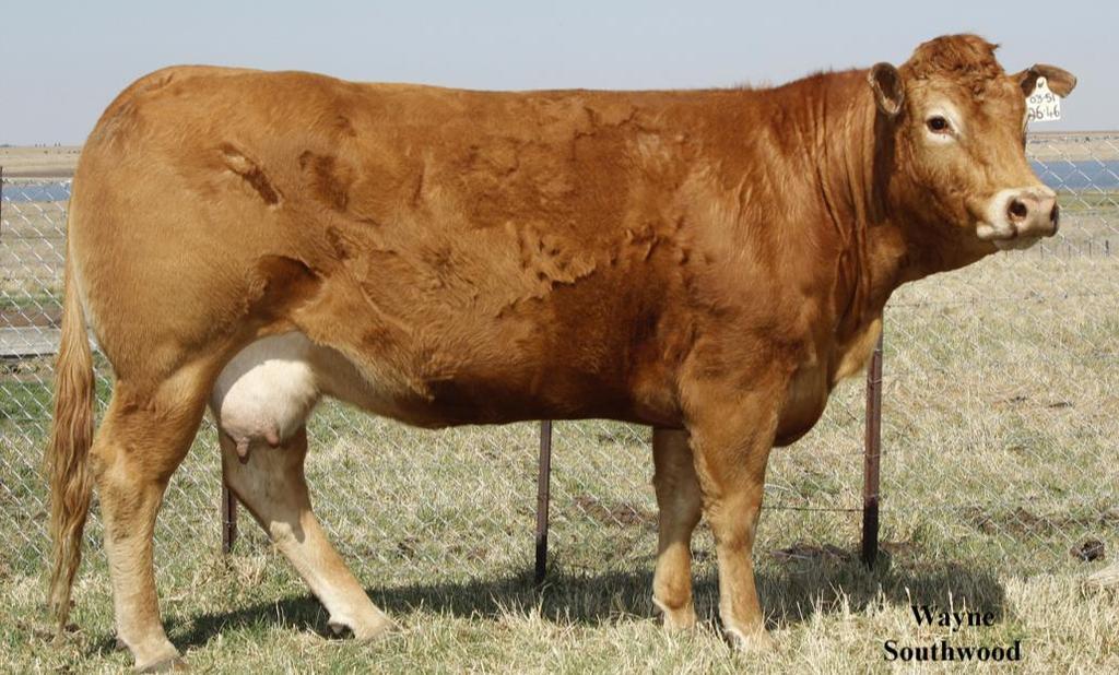 LOT 1: IC06-46 Leadwood Frank s Son 'n Vroulike koei uit die bekende Frank lyn met baie kapasiteit en lengte.