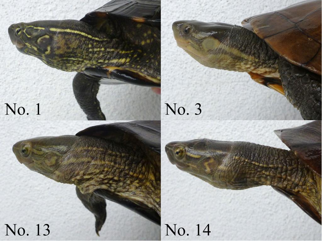 3. 2013 6 11 ; (No. 1), (No. 3), ; 2 (No. 13, 14). 1, 1. Fig. 3. Lateral view of head and neck region of a Chinese pond turtle Mauremys reevesii (Specimen No. 1), a Yaeyama yellow pond turtle M.
