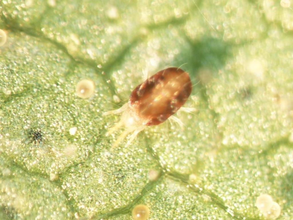 SPIDER MITE OUTBREAKS AND MANAGEMENT Factors that influence spider mite outbreaks Poor or late burn down of weeds preplant Hot/dry weather conditions
