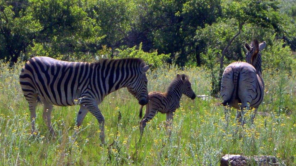 perfek! Die res van die zebra familie is heel beskermd teenoor die kleintjie wat fotonemery nogal bemoeilik het.