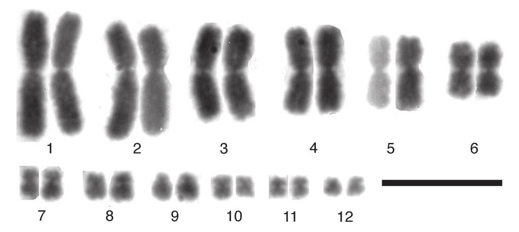 from largest to smallest, 1 metacentric to submetacentric, 1 submetacentric, and 4 metacentrics. The microchromosomes are metacentrics and submetacentrics.