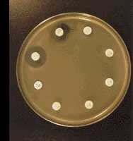 MIC Determination Kirby Bauer Susceptible 1. Add test bacteria to small amount of melted agar. 2. Pour over surface of nutrient agar plate, let gel. 3.