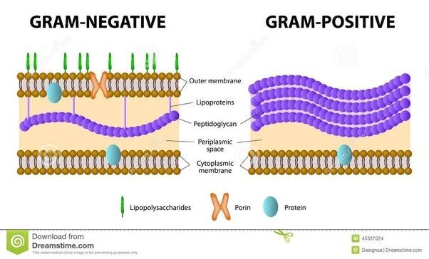 Gram negative vs Gram positive Both have a cell wall Gram negatives have an outer membrane Able to regulate what comes in and out much more