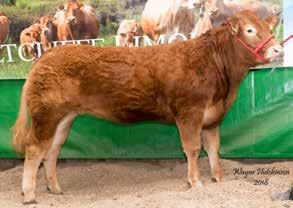 In Calf Heifers 52 HALTCLIFFE MAYFLY Born 02/05/2016 RP16-1541 UK 100996/201541 Sire *HALTCLIFFE GENTRY RP11-1079 gs. HALTCLIFFE VERMOUNT RP04-042 gd.