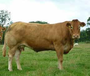 Worldwide cattle embryo export/import service IVF / OPU Semen collection and