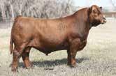 65 -.43.22 -.09.98 149 81 15A: Selling 3 #1 Reverse Sort Heifer Embryos by CDI Prime Example Pedigree of Sire: WS Prime Time B6 x CDI Ms. Irene 1B Est Plan Mating EPDs: 11.9 76 117.26 5 24 62 22 12.