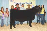 Zenyatia 32X was added to our program when we purchased her from GB Cattle, McKenzie Strickland and Circle M Farms.