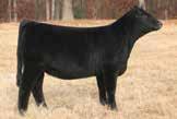 HPF RIGHT TO LOVE Z338 32 ASA#2717362 PB Polled Black BD: 9-6-12 HTP/SVF Duracell T52 CNS Dream On L186 HTP SVF Honeydew RP/MP Right To Love 015 SVF/NJC Built Right N48 PCC Queens Valentine R9 32: