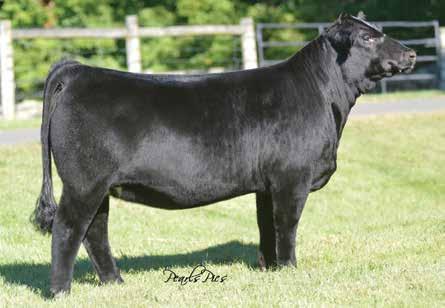 12 1.08 124 74 32A: Selling 3 #1 IVF Sexed Heifer Embryos by W/C Executive Order Pedigree of Sire: W/C United 956Y x Miss Werning KP 8543U Est Plan Mating EPDs: 13 -.20 74 110.23 6 25 62 12 9.