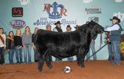 Selling 3 #1 IVF Reverse Sort Heifer Embryos by WLE Copacetic Pedigree of Sire: HPF Quantum Leap Z952 x CMFM Joy 02ZB Est Plan Mating EPDs: 9 1.