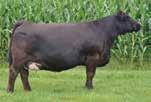 67 118 72 36A: 67 118 72 Here is a chance to buy the hottest genetics going out of the most talked about bull in the breed.