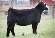 Embryos by W/C Bankroll Pedigree of Sire: W/C Loaded Up 1119Y x Miss Werning KP 8543U Est Plan Mating EPDs: 10.75 62 86.15 5 19 50 14 10.6 Carcass: 27.4 -.41.09 