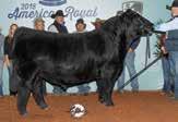 19 6 21 54 17 8.35 Carcass: 30.55 -.23.09 -.05.58 115 64 53A: Selling 3 #1 Conventional Embryos by HTP/SVF Duracell Pedigree of Sire: CNS Dream On L186 x HTP SVF Honeydew Est Plan Mating EPDs: 13.