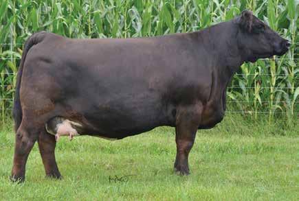 NLC LG770 62 ASA#2130540 1/2 SM 1/2 AN Polled Black BD: 3-16-01 Connealy KC 5029 Connealy Kincaid Black Cese Of Conanga NL H146 Hawaii NLC Frankly The Best NL E152 Elvira Selling 3 #1