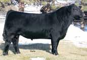 Polled Black BD: 12-20-08, Obviously semen of any type is running extremely low on the deceased bull that changed so many programs across the country.