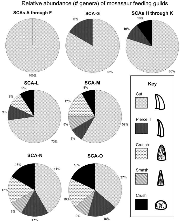 414 JOURNAL OF VERTEBRATE PALEONTOLOGY, VOL. 29, NO. 2, 2009 TABLE 3. Number of mosasaur geera per tooth guild per SCA.