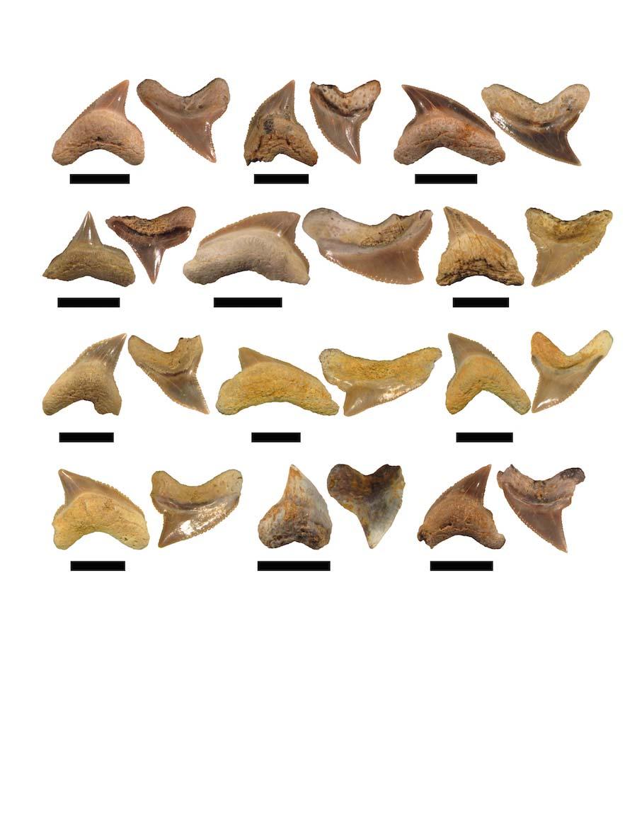 A B C D E F G H I J K L Figure 6. Teeth of Squalicorax sp. from Codell Sandstone in Jewell County, Kansas. A, Squalicorax sp. (tooth; FHSM VP-18579); B, Squalicorax sp.