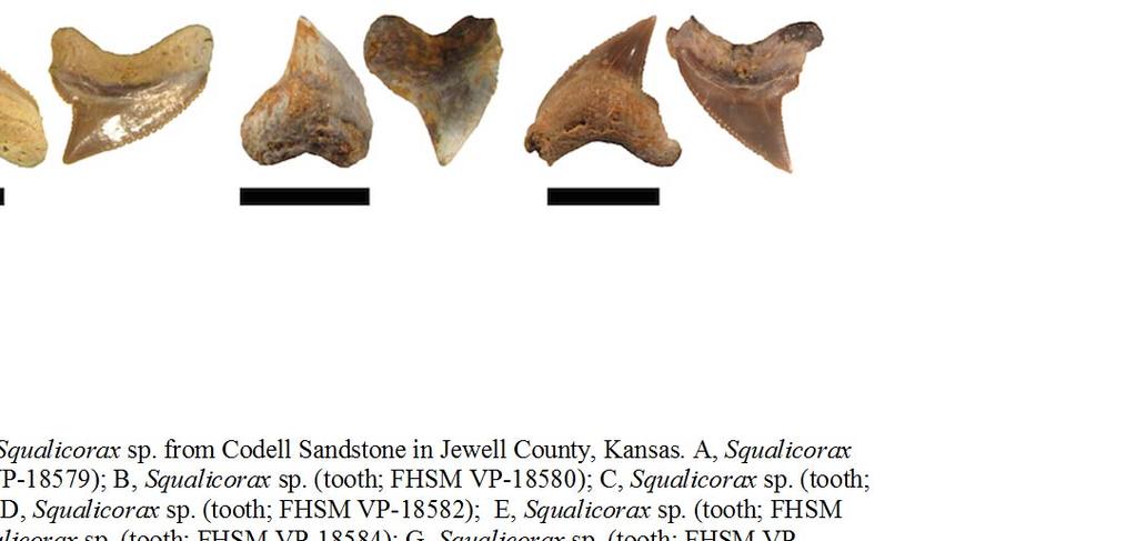 (tooth; FHSM VP-18584); G, Squalicorax sp. (tooth; FHSM VP- 18585); H, Squalicorax sp. (tooth; FHSM VP-18586); I, Squalicorax sp. (tooth; FHSM VP-18587); J, Squalicorax sp.