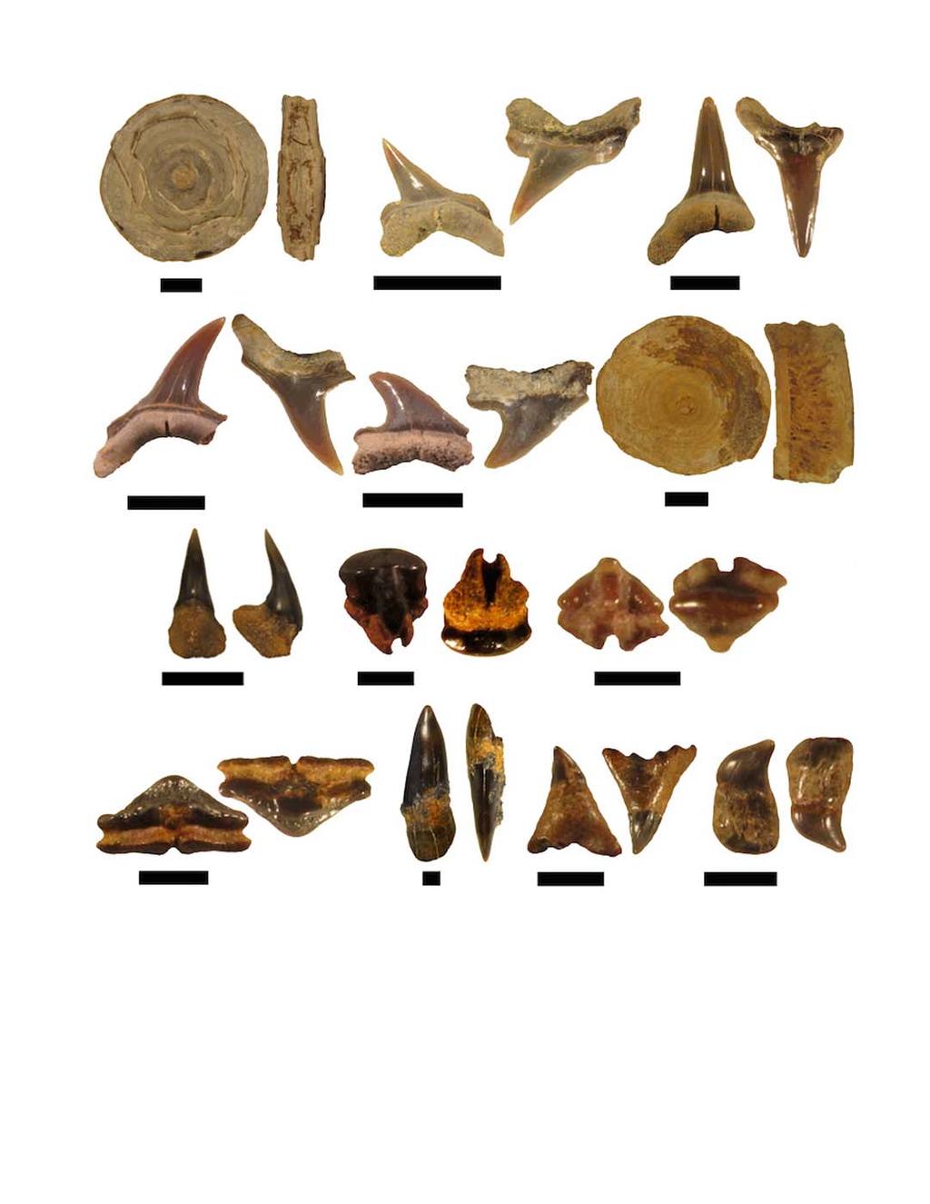A B C D E F G H I J K L M Figure 7. Remains of Anacoracidae indet., Pseudocoracidae (Lamniformes), Lamniformes incertae sedis, Lamniformes indet.