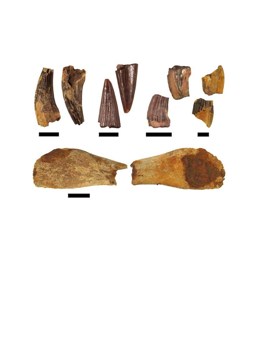 A B C D E Figure 10. Remains of Plesiosauria from Codell Sandstone in Jewell County, Kansas. A, Plesiosauria indet. (tooth, FHSM VP-18674); B, Plesiosauria indet.