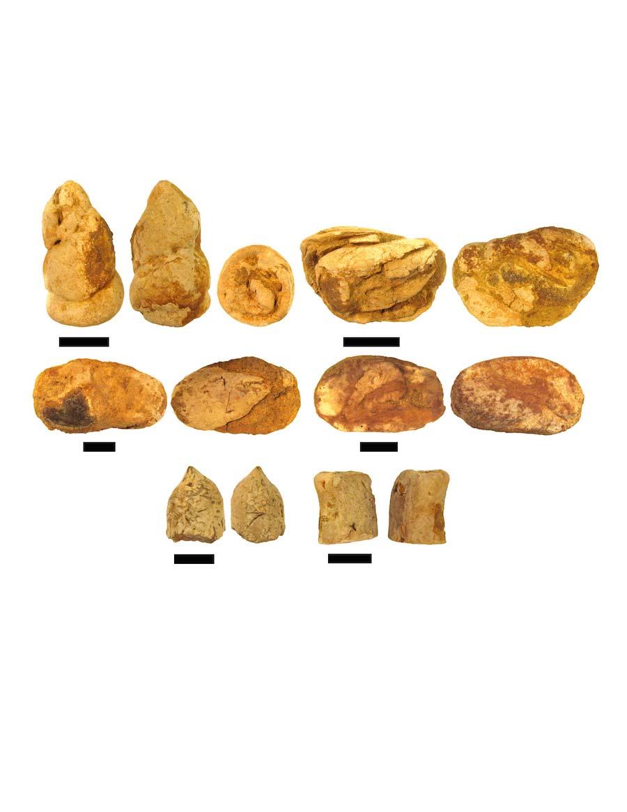 A B C D E F Figure 11. Coprolites of Vertebrata indet. from Codell Sandstone in Jewell County, Kansas. A, Vertebrata indet. (coprolite, FHSM VP-18680); B, Vertebrata indet.