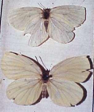 According to the IUCN only three butterfly species have been recorded as Extinct, and these are: Family: Lycaenidae Xerces Blue (Glaucopsyche xerces (Boisduval, 1852)) from the USA.