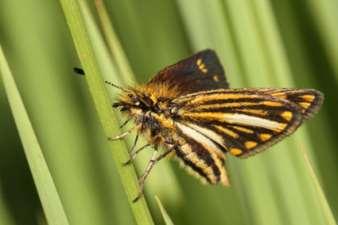 Jeremy Dobson endangered butterfly species, such as the Roodepoort Copper (Aloeides dentatis dentatis, Roodepoort kopervlerkie), Highveld golden opal (Chrysoritis aureus, Hoëveld goueopaal),