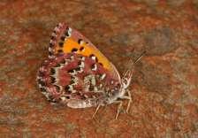 rarest butterflies having core populations within the Gauteng region.