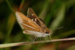 Marsh Commodore / Moeras-blaarvlerk (Precis ceryne) ; Laser-striped Ranger / Streep-wagtertjie (Kedestes wallengrenii); Constantine s Swallowtail / Konstantyn-se-swaelstert (Papilio constantinus)