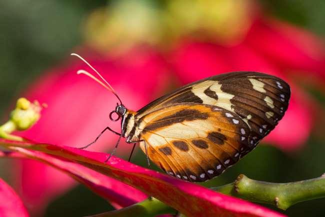 By Alana Witberg Exotic butterfly from Brazil (Photo: André Coetzer) What is there to do/learn in our tropical greenhouse?