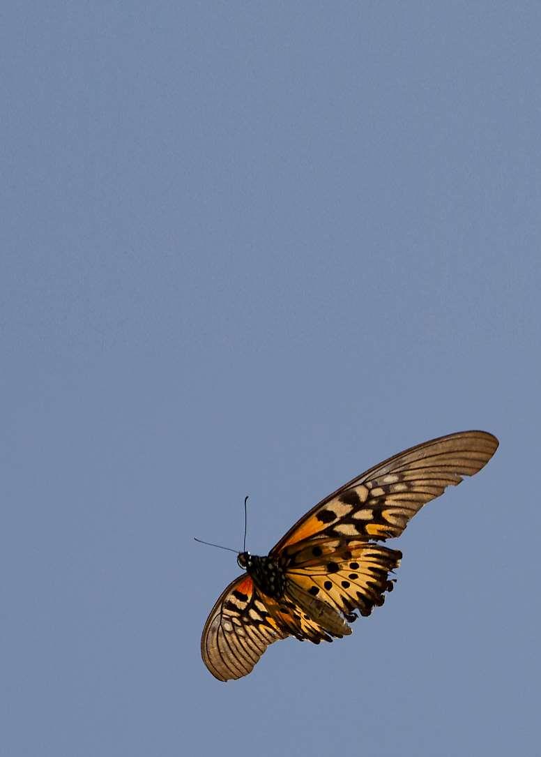 by André Coetzer African Giant Swallowtail / Afrika
