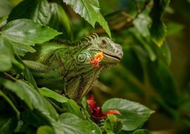 Due to their herbivorous nature, green iguanas are not typically considered a serious risk to Florida s natural resources across their introduced range; however, they may impact some sensitive