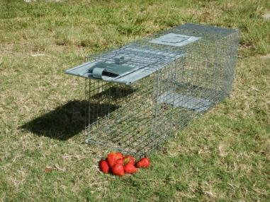 Live Capture Traps Choose large, raccoon-sized box traps for use with iguanas. Choose ripe, brightly colored non-citrus fruits as bait.