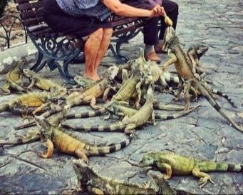Prevention Never feed iguanas! https://memeguy.com/photo/176172/ive-heard-
