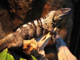 black spiny-tailed iguana (Ctenosaura similis), and