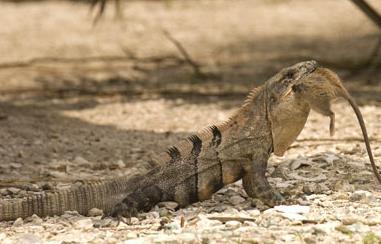 Black Spiny-tailed Iguanas (Ctenosaura similis) Native to Central America Males reach up to 4 feet Omnivorous Live in a variety of habitats Lay between 10-30 eggs per clutch Black spiny-tailed