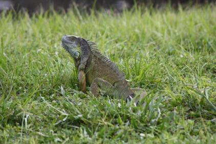 Green Iguanas (Iguana iguana) Native to South and Central America Can grow up to 6 feet Herbivorous Live in a variety of habitats Lay 10-70 eggs per clutch The iguana species most commonly seen in