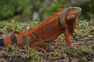 Green Iguanas Invader in Florida High reproductive potential Occupy variety of habitats Subtropical climate in Florida Few predators/competitors There are several