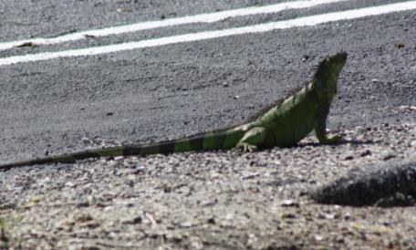 Potential range expansion for this species is temperature-limited as green iguanas are not cold hardy.
