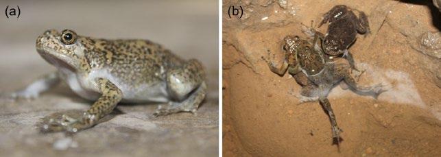 Reproductive ecology of Sichuan digging frogs 19 Fig. 2. Sichuan digging frogs (Kaloula rugifera): a male (a) and a couple in amplexus (b) being approached by another male (top).