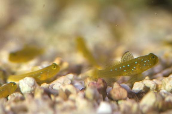 Cryptocentrus cinctus, young gobies group of two months old When they reach this age and size, I