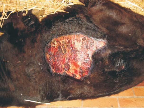 farm visit were all born in 2001, 2002, 2004 or 2005 (Table 1). There were no wounds amongst animals born before 2001 and in 2003, and wounds were most prevalent in animals born in 2001.