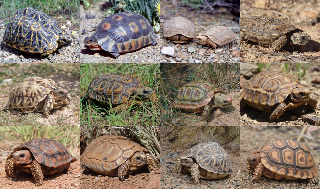 Ecology of Homopus boulengeri: project proposal Introduction Tortoises are among the most threatened vertebrates.