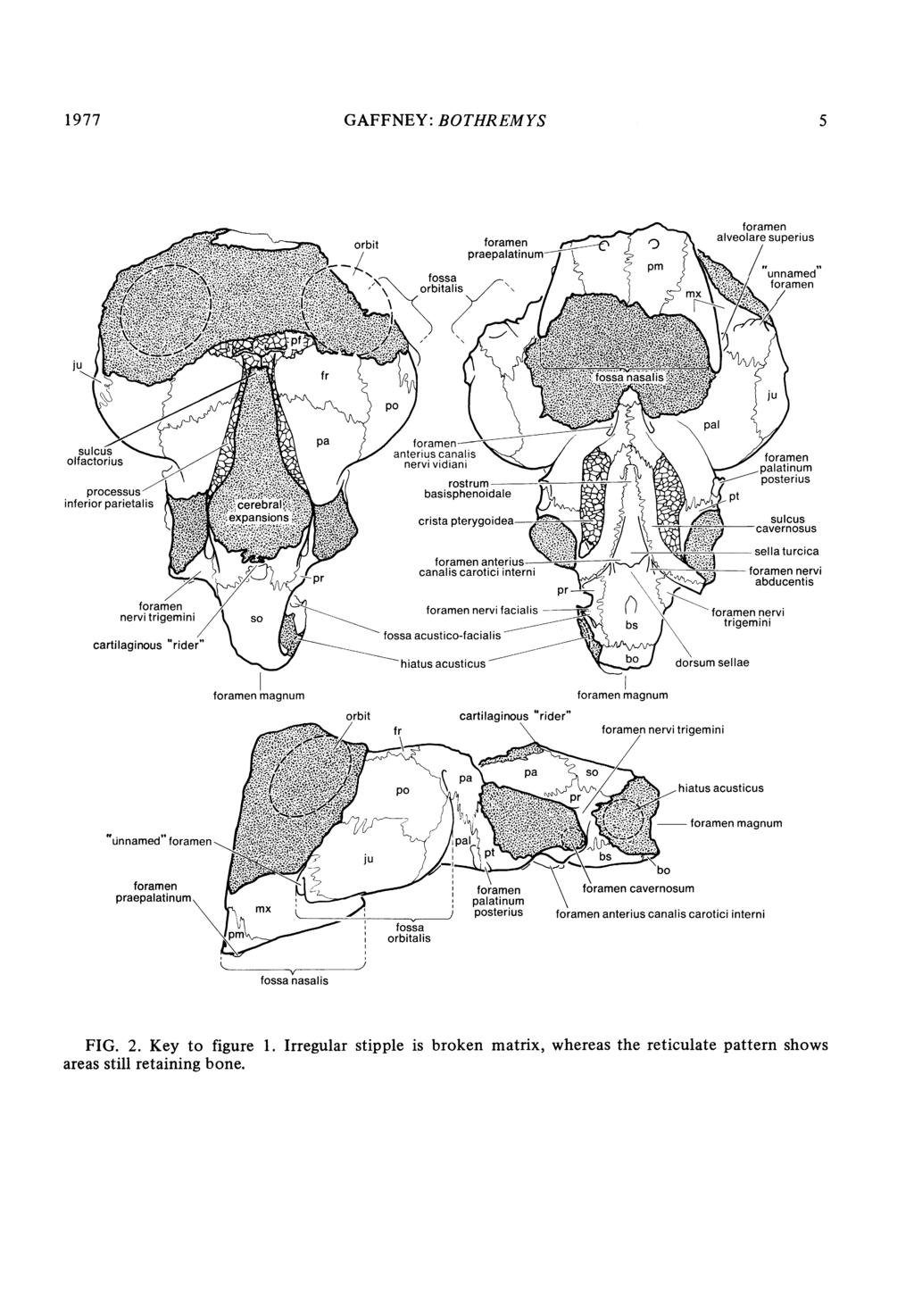1977 GAFFNEY: BOTHREMYS 5 foramen rbit foramen ralveolare superius praepalatinum pm~~. ~~unnamed' foramen fornau foramen orbit cartilaginous"ridrmx p~~~~~~~~~~~~~~~~~~~~~~a pforamen fosa n s c aneru.