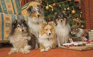 UPCOMING SHELTIE EVENTS January 12, 2019 Meeting Round Table Pizza, 46600 Mission Blvd.