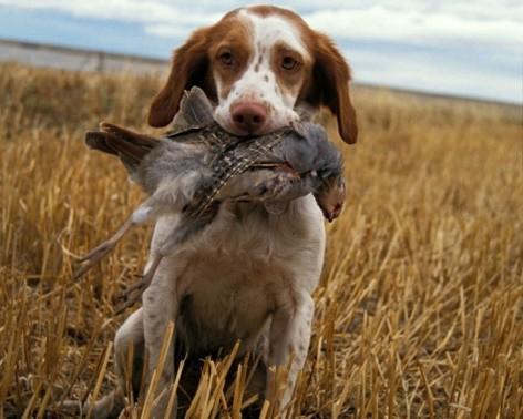 They can be used for duck hunting, any game with feather or fur and can be used for tracking. It is extremely rewarding to train and hunt your own dog.